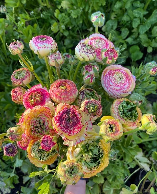 Bulbs